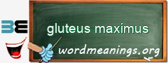 WordMeaning blackboard for gluteus maximus